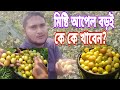 বিশাল বড় আপেল বড়ই বাগান গাজীপুর