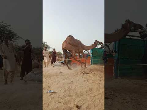 الص ب ي ي ر ف ع ال ج م ال ال ق و ي ة و ي د خ ل ه ا ف ي الس ي ار ة