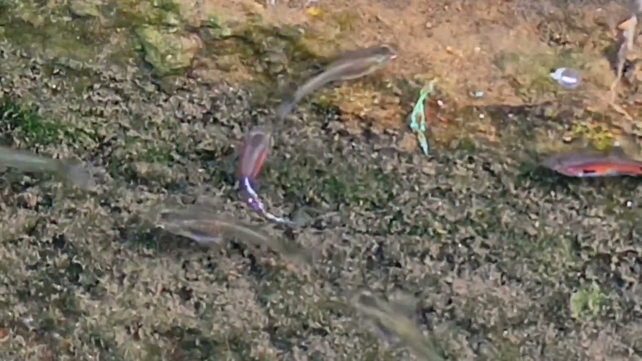 On the edge of the ditch, tiny fish can be seen moving nimbly.