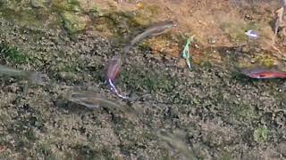 Di Tepi Parit Terlihat Ikanikan Kecil Bergerak Lincah