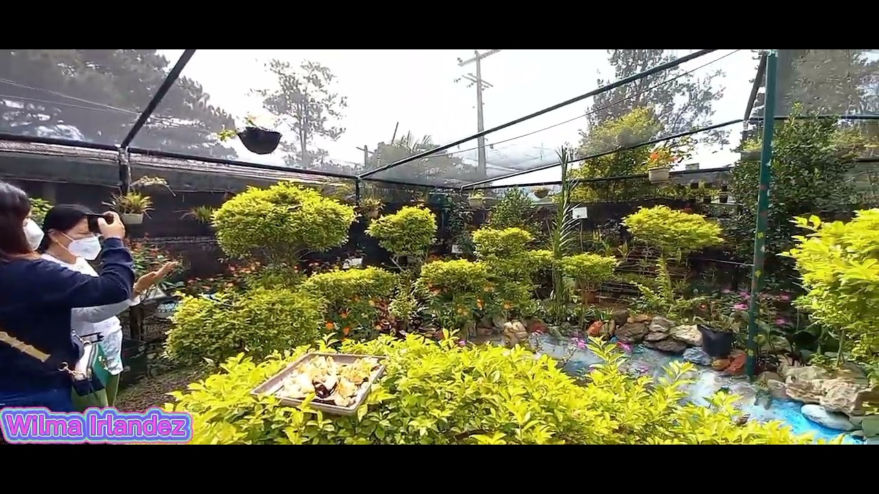 Butterfly Garden🦋Baguio City short butterfly garden baguio YouTube