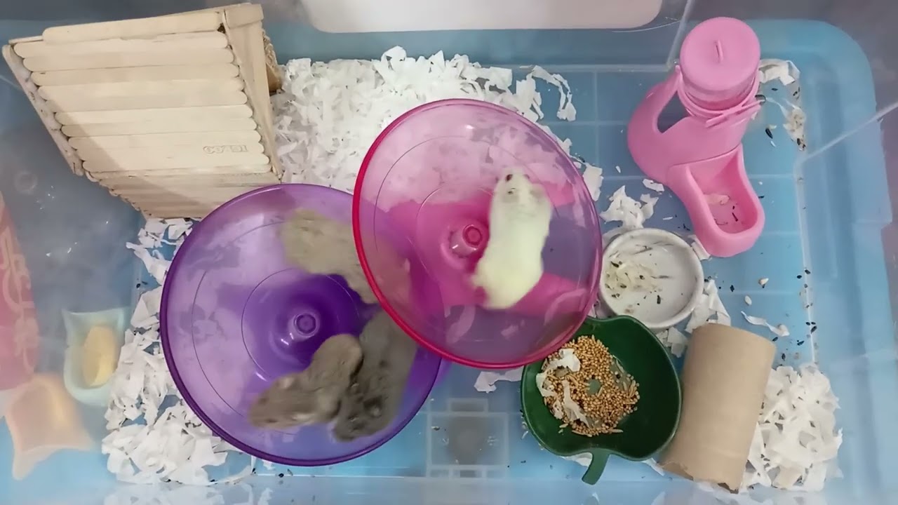 Teddyface Dwarf Hamster 3 Months Old