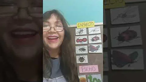 Qual é a diferença entre insectos e insectos para crianças?