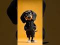 Dachshund #dachshund #wienerdog #reels #baby #viral #viralvideo