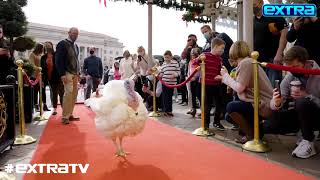 Thanksgiving Tradition! Meet This Year’s Pardoned Turkeys Corn \& Cob