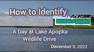 Orlando's Hidden Gem - Lake Apopka Wildlife Drive (virtual birding tour)