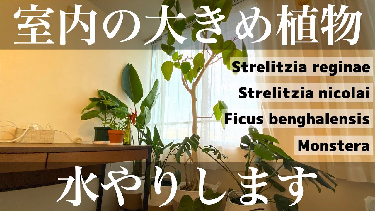 室内の大きめ植物に水やりをする作業動画｜vlog - YouTube