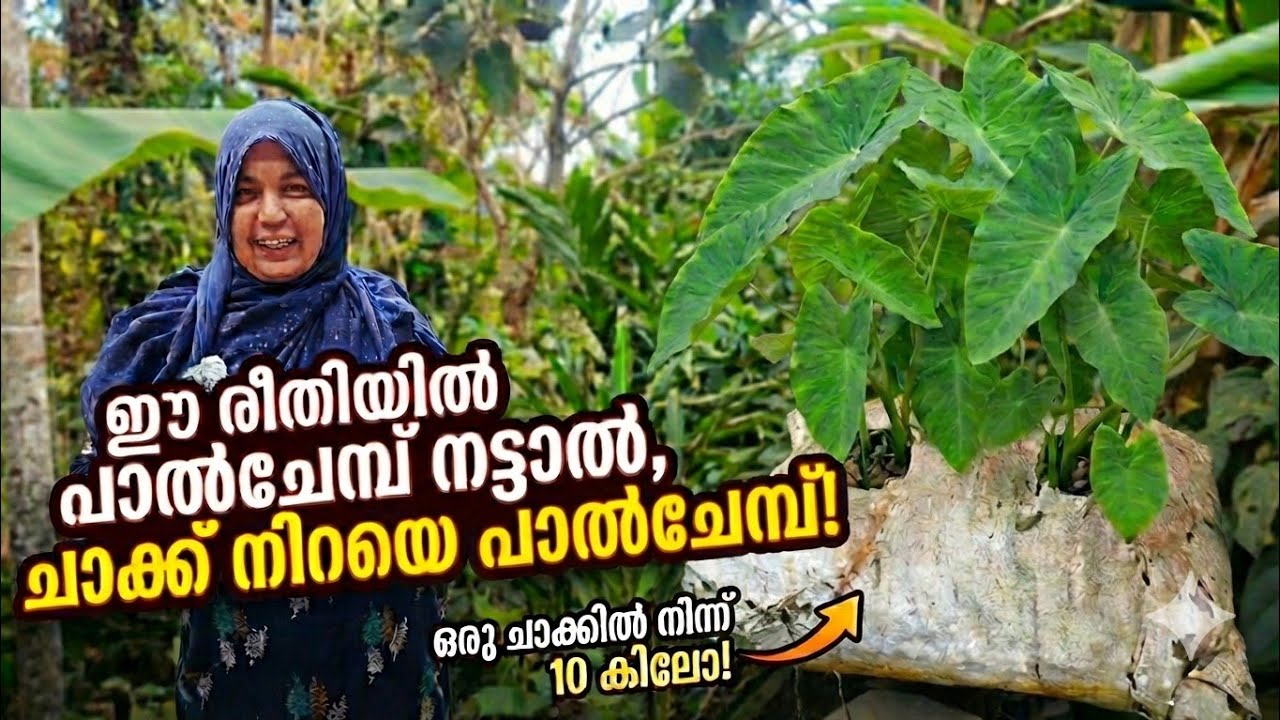 ഈ രീതിയിൽ പാൽചേമ്പ് നട്ടാൽ, ചാക്ക് നിറയെ പാൽചേമ്പ്!