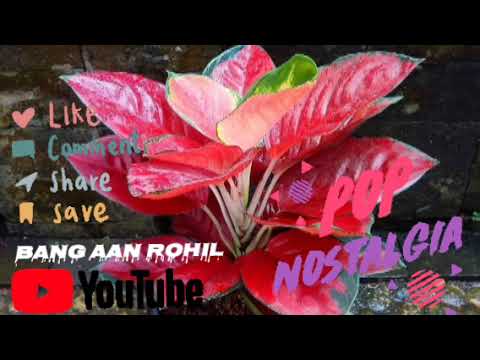 Kumpulan 40 Lagu Batak Terpopuler Saat Ini - Lagu Batak Paling Enak Didengar - Lagu Batak Nostalgia