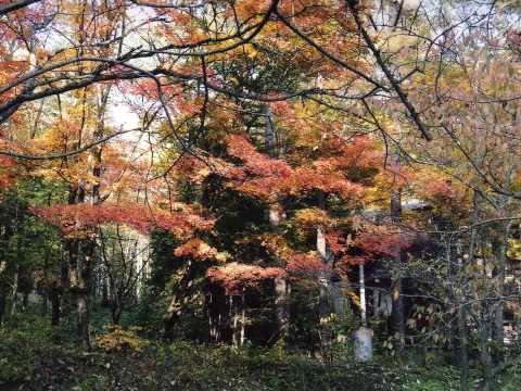 楓　スピッツ　ソロギター