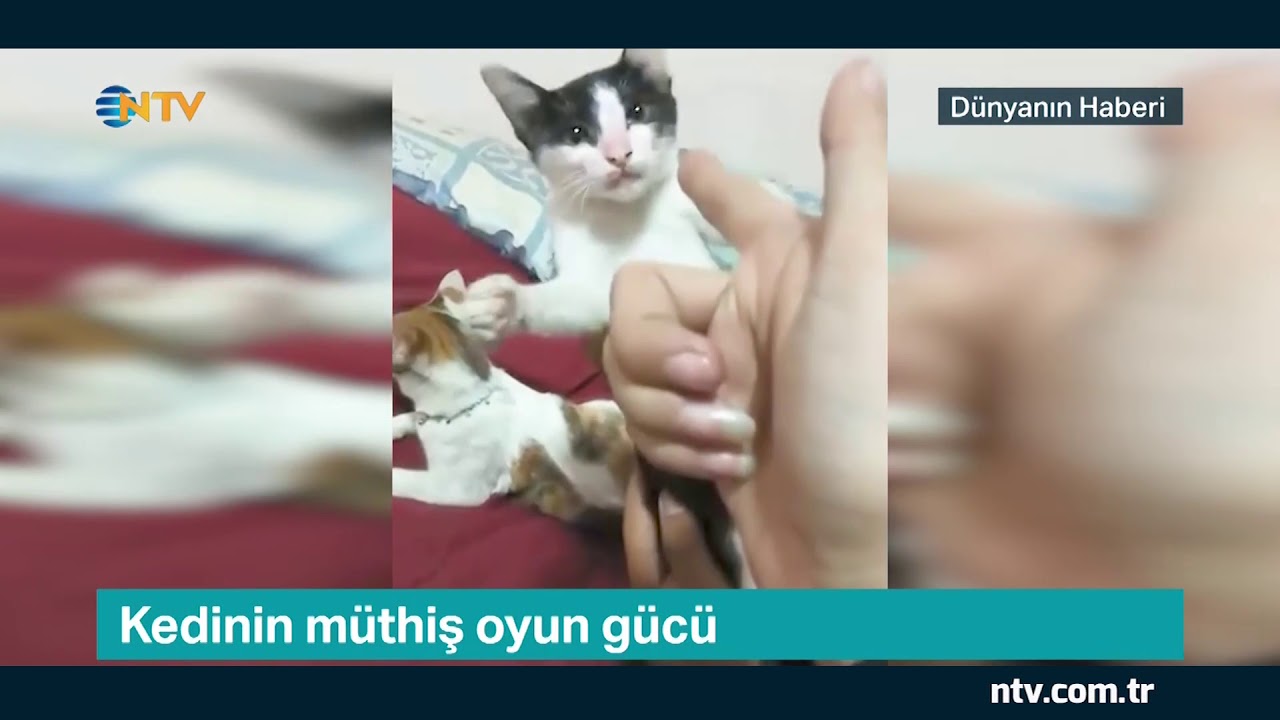 Kedinin Muthis Oyun Gucu Sosyal Medyanin Yeni Yildizi Youtube