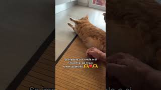 Sei Davvero Sicuro Che I Tuoi Gatti Si Fidino Di Te?