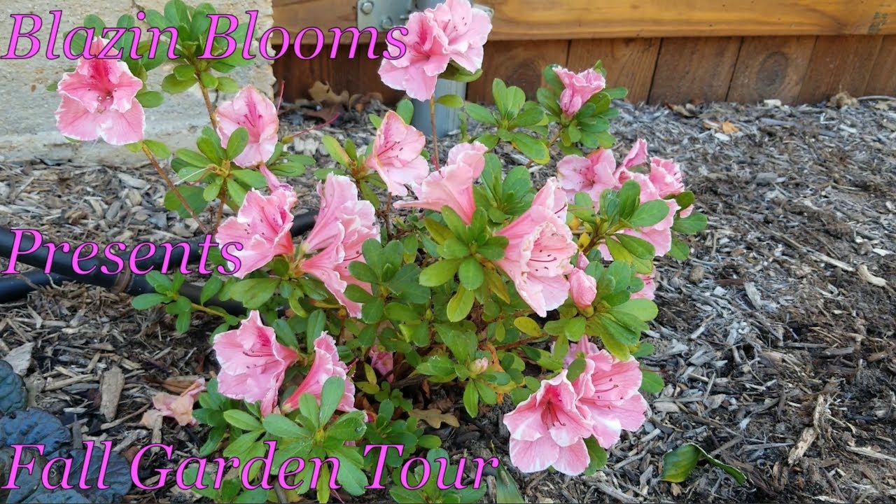 2021 Fall Garden Tour North Texas Zone 8A YouTube