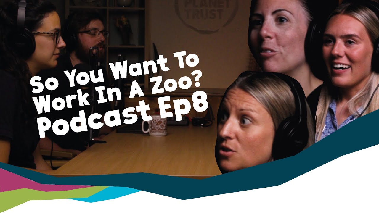 So You Want To Work In A Zoo? Jobs You Might Not Expect In A Zoo [Podcast] YouTube