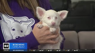 Pet Rescue Spotlight: Frosty from Border Tails Rescue