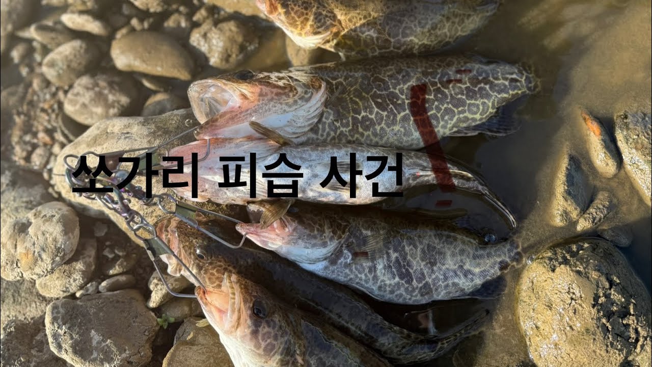'쏘가리미친입질