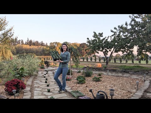 Vídeo: Elfin Thyme Care - Como plantar tomilho Elfin no jardim