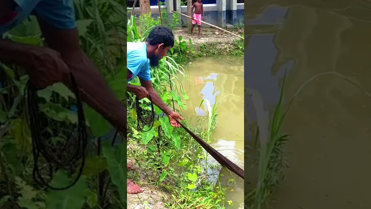 Best Cast Net Throwing and Fishing in Village
