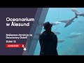 Oceanarium w Ålesund 🐠 Czy Warto Tu Przyjechać? | dzień 13
