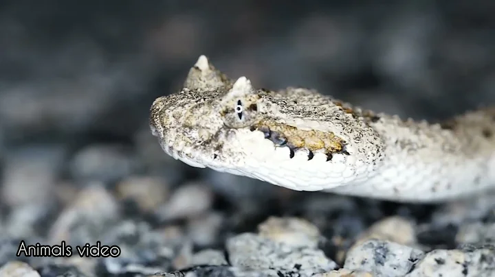 The Most Venomous Snakes in the World | Modern Dinosaurs