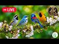 Calm Nature Sounds 4K – Morning Birds &amp; Soft Piano | Focus, Study &amp; Peace 🌅🕊️📖🎹 (60fps)