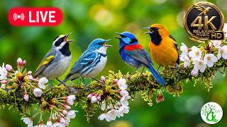 Calm Nature Sounds 4K – Morning Birds & Soft Piano | Focus, Study & Peace 🌅🕊️📖🎹 (60fps)