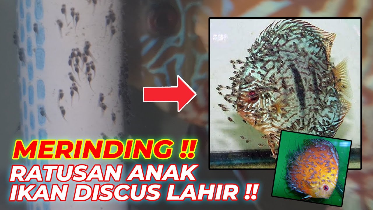 NYATA !! LIAT LANGSUNG RATUSAN ANAK IKAN DISCUS !! RRRGGHHH..