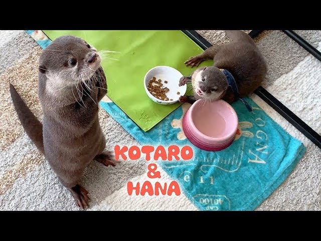 カワウソコタローとハナ 高級珍味「あこや貝」をあげてみた Otter Kotaro&Hana Eat Pearl Oyster