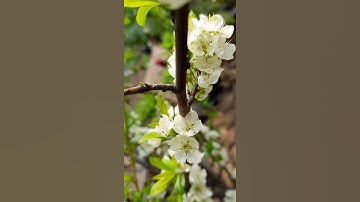 Thumbnail of White Chinese Plum flowers | nature | mind relaxing music | music | hrprit.kor #shorts #flowers