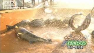 サケの「やな漁」最盛期迎える　富山・高岡市（10/11/21）