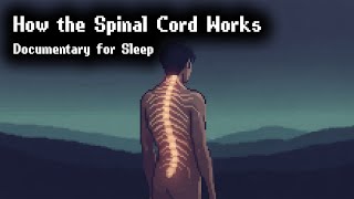 The Spinal Cord and Reflexes | Documentary for Sleep screenshot 4
