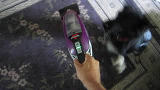 6 12 Month Old Aussie Fights New Enemy