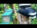 Magpie Birds On Spring Tuesday Visit To My Cottage Garden Scone Perth Perthshire Scotland