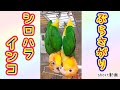 ぶら下がって遊ぶシロハラインコのカップル Blue-and-yellow macaw #shorts #ショート動画