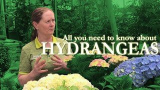 All you need to know about Hydrangeas | The Kerry Garden Show