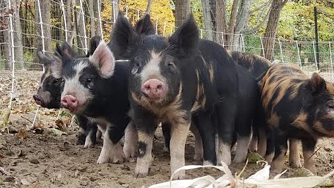 Silvopasture and the Pigs