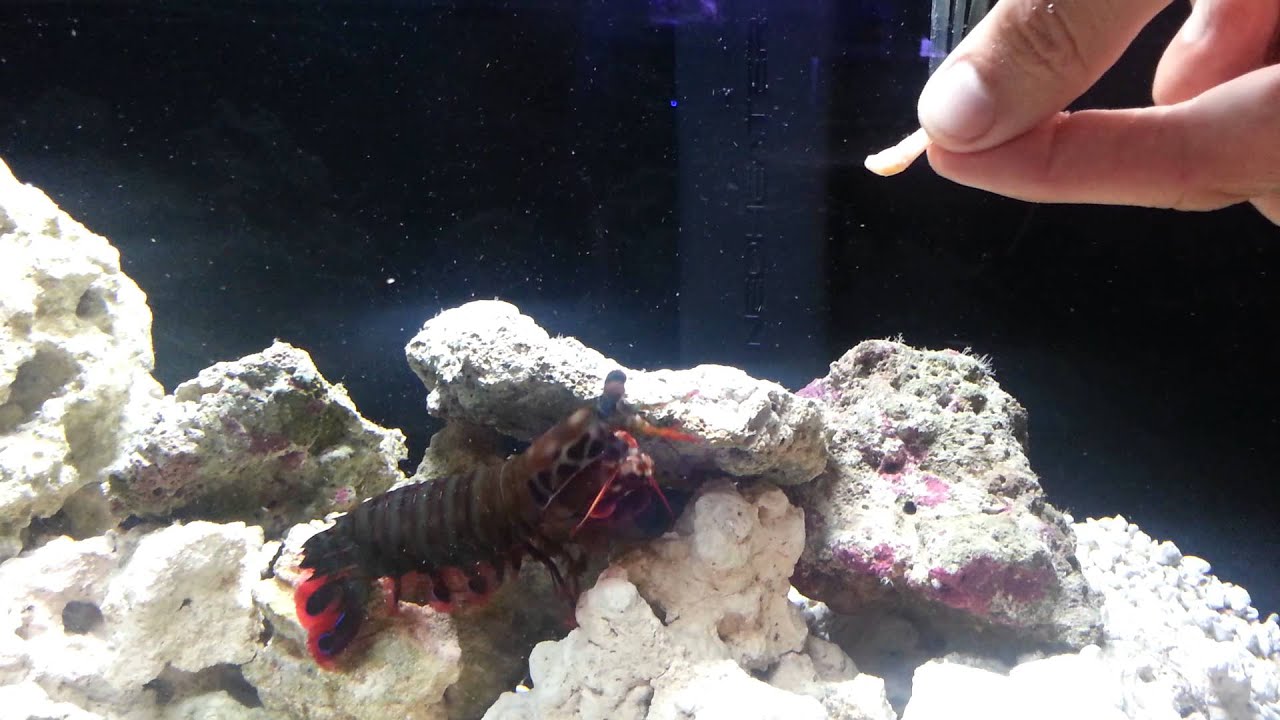View of Hand feeding mantis shrimp - YouTube