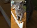 【ばあちゃん、抱っこまだかな〜のグレちゃん】 #癒し動画 #cat #ばあちゃん大好き #保護猫 #シャルトリュー