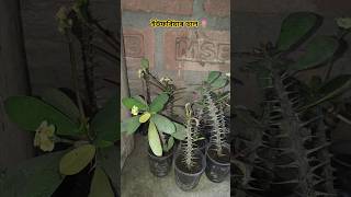 ইউফৰ্বিয়াৰ ডাল 🌷...............#1millionviews #eufobia #shortvideo