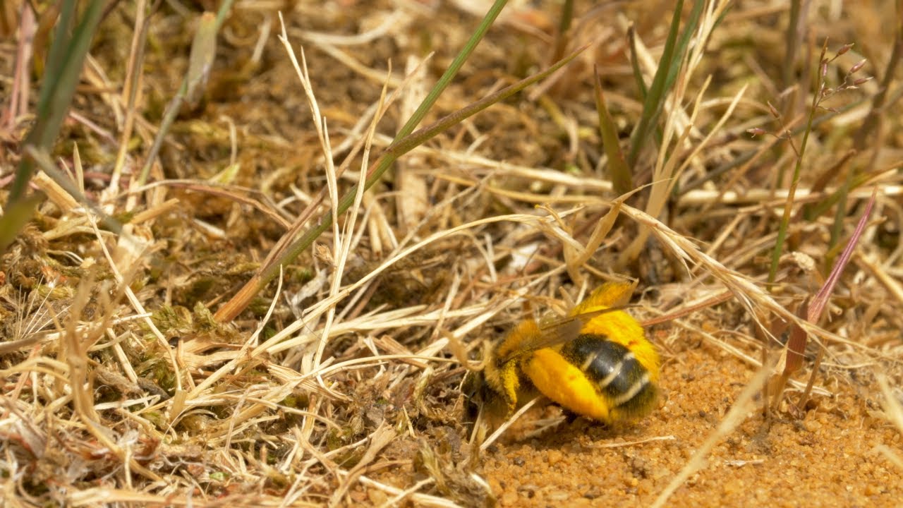 Pantaloon bee (Dasypoda hurtles) entering burrow with pollen, Bedfordshire, England, UK, August.