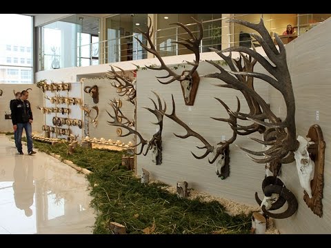 Видео: Delta Air Lines забранява ловни трофеи за едър дивеч