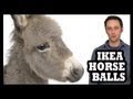 8. Halal Food Guide - Donkey, Horse, Mule - Do We Consider Its Meat Halal?