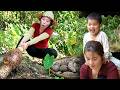 Harvesting & boiliing 150kg+ giant taro to sell at the market with my kids Nhi, Khoi & baby