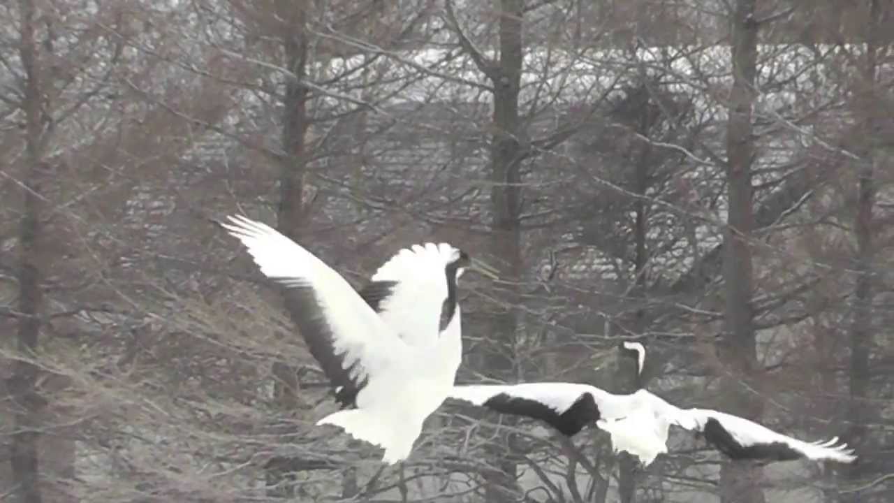 RedCrowned Cranes Dancing by Martha Kao HD YouTube