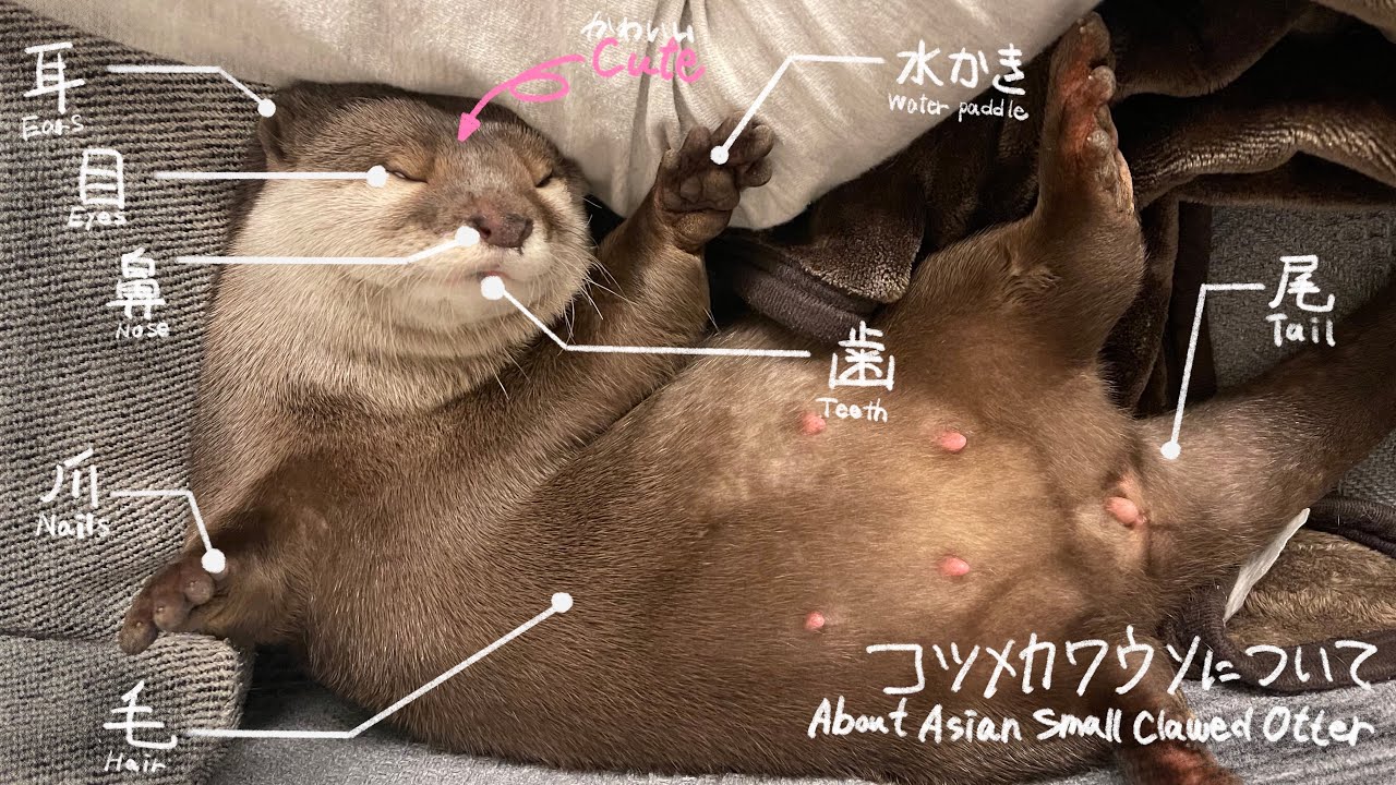 コツメカワウソ解説！コツメカワウソってこんな動物 Otter commentary