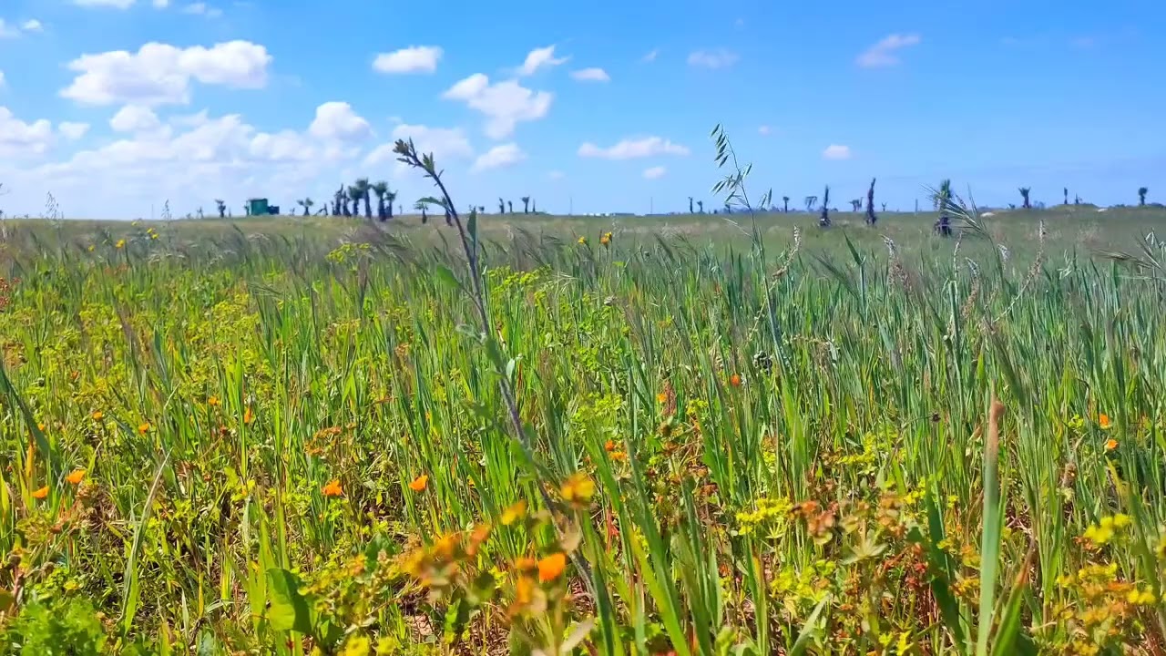 عطير احسن حلقة ريحة دوار#المغرب #اكسبلور #farming #الجيلي #الجيلي #farming #ترند #automobile 