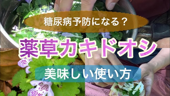 糖尿病予防に食べてほしい カキドオシ 食べられる野草レシピ Youtube 糖尿病予防に食べてほしい カキドオシ 食べられる野草レシピ Youtube