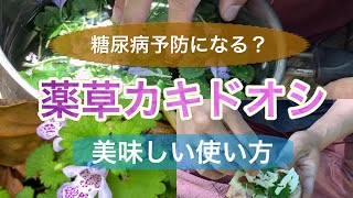 糖尿病予防に食べてほしい カキドオシ 食べられる野草レシピ Youtube