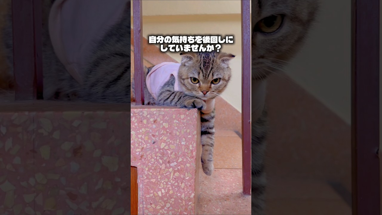猫のように生きると、なぜか愛される理由【引き寄せの法則】#猫スピリチュアル #スピリチュアル #猫のいる暮らし #ねこ #開運