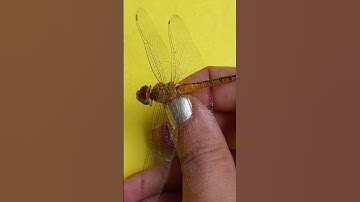 Catching Dragonfly #animals #nature #shorts
